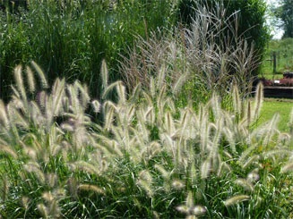 Lett's Ornamentals Grasses & Nursery